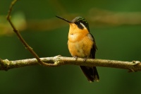 Kolibrik fialovohrdly - Lampornis calolaemus - Purple-throated Mountain-gem 4953
